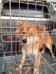 충남 홍성 금마면 금마로에서 갈색 강아지 구조