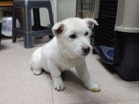 경남 창원 봉림동 주민센터 앞에서 흰색 강아지 구조