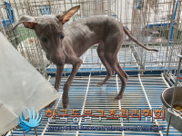 서울 강남 대치동에서 이탈리안 그레이 하운드 2마리 발견 구조