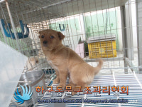 서울 동대문구 장안동에서 갈색 강아지 구조