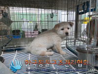 서울 동대문구 장안동에서 흰색 강아지 구조