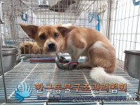 서울 동대문구 이문로8길에서 갈흰색 강아지 구조