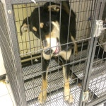 경기 부천 송내남부역 주택가에서 블랙탄색 강아지 구조