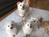 경남 함안 군북면에서 어미개와 새끼 3마리 발견 구조