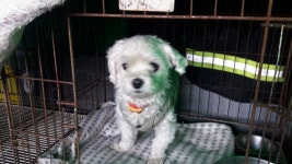 전남 여수 무선로 도로변에서 베이지색옷 말티즈 구조