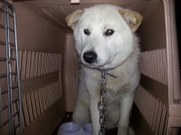 전북 전주 삼례로에서 파란목줄 흰색 강아지 구조