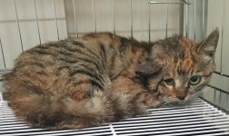 전북 전주 평화동 맥도날드 주차장에서 교통사고 고양이 구조