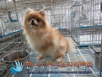 서울 송파구 거여2동 임마누엘복지재단 인근에서 포메라니안 구조