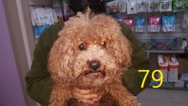 인천 계양 동양동 롯데마트에서 푸들 발견 구조