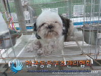 경기 포천 호국로에서 시츄 구조