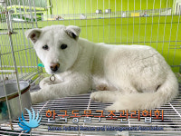 경기 구리 인창동 풍림아이원 일대에서 흰색 강아지 구조