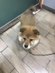 경기 파주 영태리 농장에서 갈색 강아지 구조