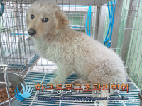 서울 송파 올림픽선수기자촌아파트에서 갈색 강아지 구조