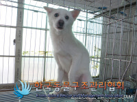 서울 영등포구 서울영중초등학교 인근에서 흰색 강아지 구조