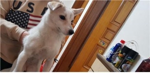 대전 신탄진동 남양주택에서 백황색 강아지 구조