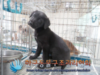 경기 연천 연천역 급수탑 공원에서 검흰색 강아지 구조