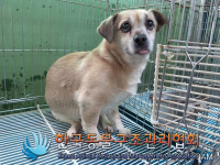 경기 동두천 평화로에서 연갈색 강아지 구조