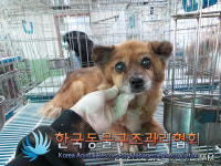 경기 동두천 평화로 부대찌개집 주차장에서 검갈색 강아지 구조