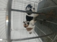 충북 음성 금왕지구대에서 흰검색 강아지 구조