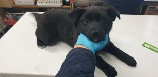 광주 광산구 구청에서 검흰색 강아지 구조