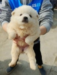 경기 화성 남양읍 무하로에서 흰색 강아지 구조