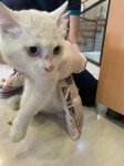 경기 부천 부천로에서 오드아이 터키시 앙고라 고양이 구조