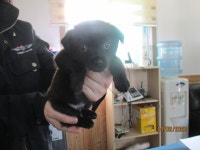 강원 동해 발한천길에서 까만색 강아지 구조