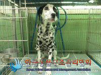 서울 동대문구 이문로에서 달마시안 구조