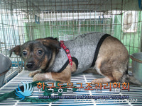 서울 동대문구 용두동에서 회색옷 갈검색 강아지 구조