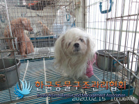 서울 성동구 행당로에서 노랑리본 머리끈 말티즈 구조