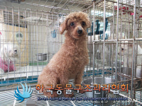 서울 강서구 화곡동에서 푸들 구조