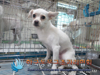 서울 강서구 방화동 근린공원에서 갈색 강아지 구조