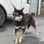 충북 청주 성내로에서 블랙탄색 강아지 구조