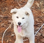 충남 아산 영인면 영인산 수목원 안에서 흰색 강아지 구조