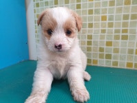 충남 아산 신창면 서부북로에서 흰색 강아지 구조