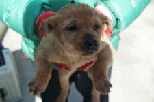 경남 양산 웅상대로에서 갈색 강아지 구조