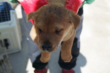 경남 양산 웅상대로에서 갈색 강아지 구조