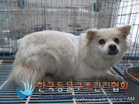 경기 연천 왕징면 왕산로에서 갈흰색 강아지 구조