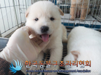 경기 김포 양촌읍 황금로에서 흰색 강아지 구조