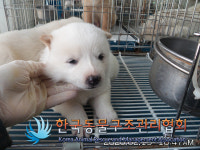 경기 김포 양촌읍 황금로에서 흰색 강아지 구조
