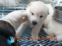 경기 김포 양촌읍 황금로에서 흰색 강아지 구조