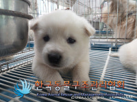 경기 김포 양촌읍 황금로에서 흰색 강아지 구조