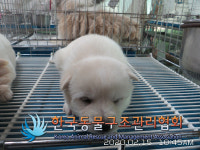 경기 김포 양촌읍 황금로에서 흰색 강아지 구조