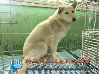 경기 김포 양촌읍 황금로에서 흰갈색 강아지 구조