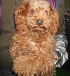 대구 북구 학정로에서 푸들 구조