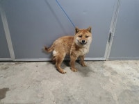 경북 경산 압량읍사무소 앞에서 갈흰색 강아지 구조