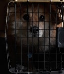 전남 목포 용해2차아파트 부근에서 흰황색 강아지 구조