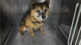 대구 수성 범어동에서 검갈색 강아지 구조