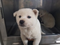 전북 전주 완산초등학교에서 진돗개 구조