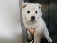 전북 전주 완산초등학교에서 진돗개 구조